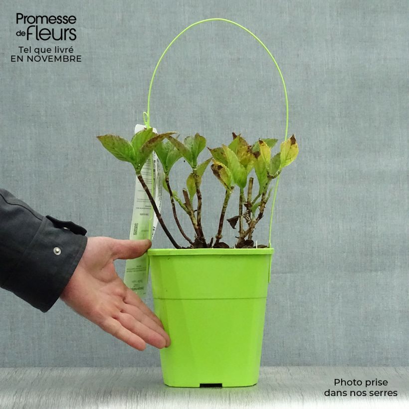 Esemplare di Hydrangea macrophylla You and Me Together - Ortensia Vaso da 3L/4L come consegnato in autunno