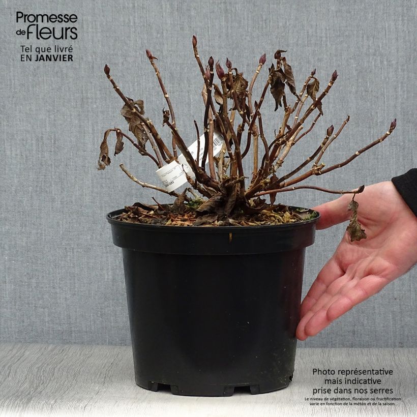 Hydrangea macrophylla You and Me Together - Ortensia Vaso da 3L/4L esemplare consegnato in inverno