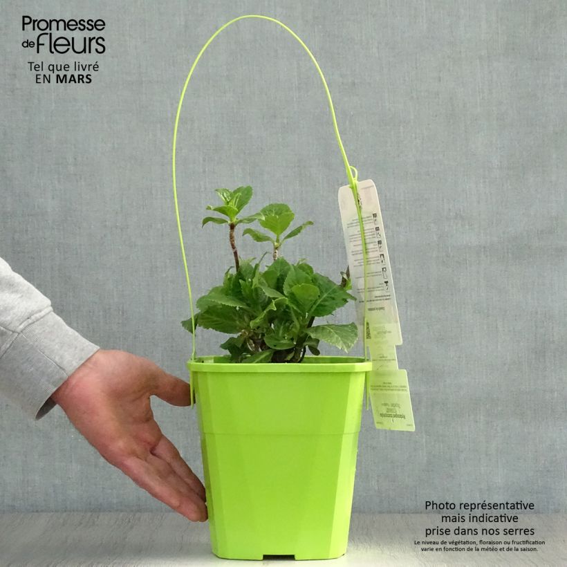 Hydrangea macrophylla You and Me Together - Ortensia Vaso da 3L/4L esemplare consegnato in primavera