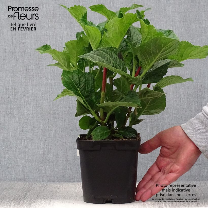 Esemplare di Hydrangea macrophylla Zorro Blue - Ortensia Vaso da 2L/3L come consegnato in autunno