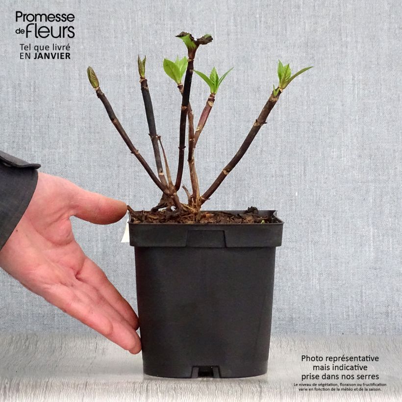 Hydrangea macrophylla Zorro - Ortensia Vaso da 2L/3L esemplare consegnato in inverno