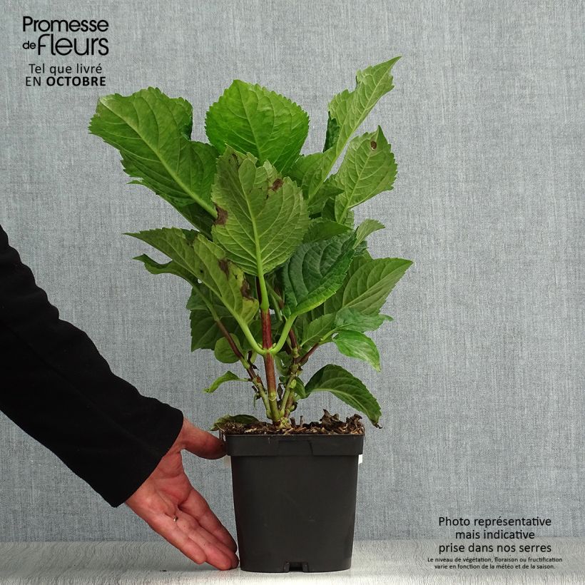 Esemplare di Hydrangea macrophylla Zorro - Ortensia Vaso da 2L/3L come consegnato in autunno