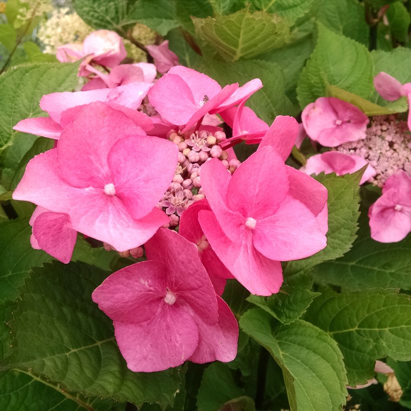 Hydrangea macrophylla Zorro - Ortensia (Fioritura)