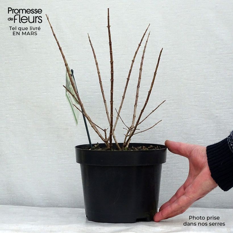 Hydrangea paniculata Bobo - Ortensia paniculata Vaso da 3L/4L esemplare consegnato in inverno