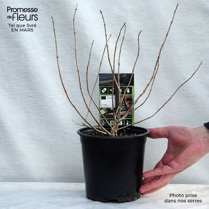 Hydrangea paniculata Bombshell - Ortensia paniculata Vaso da 2L/3L esemplare consegnato in primavera