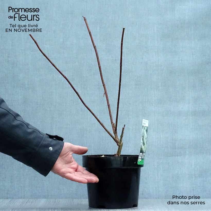 Esemplare di Hydrangea paniculata Diamantino - Ortensia paniculata Vaso da 3L/4L come consegnato in autunno