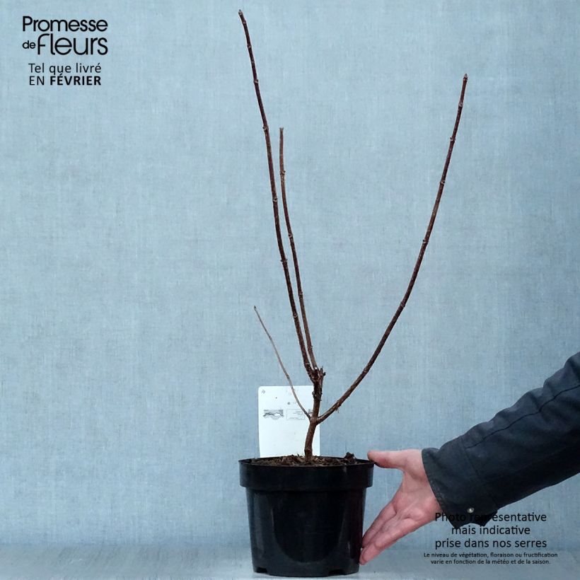 Hydrangea paniculata Early Sensation - Ortensia paniculata Vaso da 3L/4L esemplare consegnato in inverno