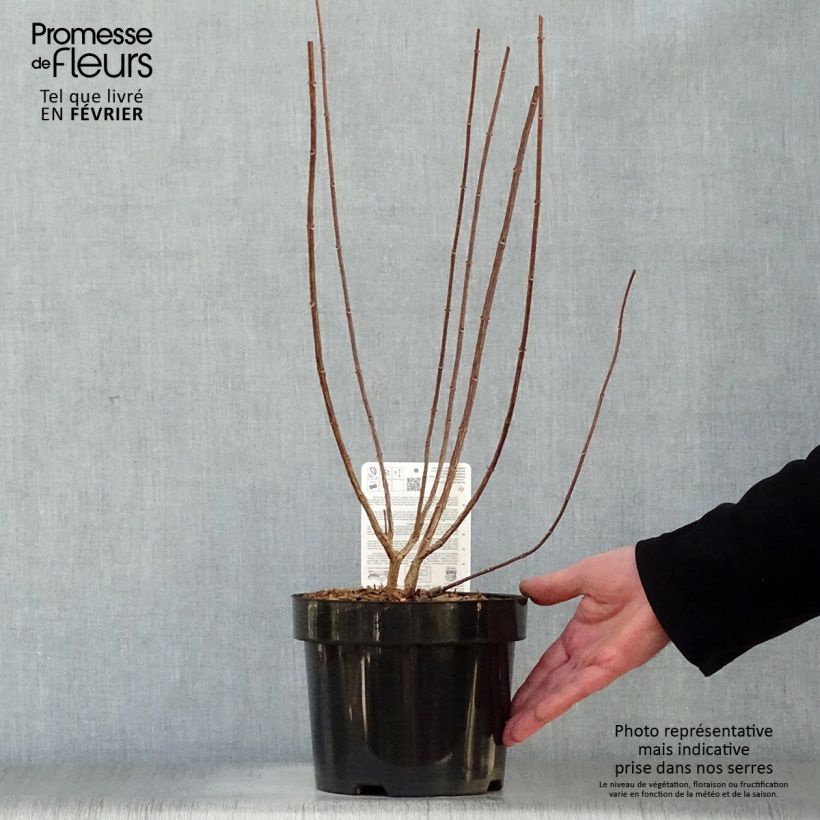 Hydrangea paniculata Fraise Melba - Ortensia paniculata Vaso da 3L/4L esemplare consegnato in inverno