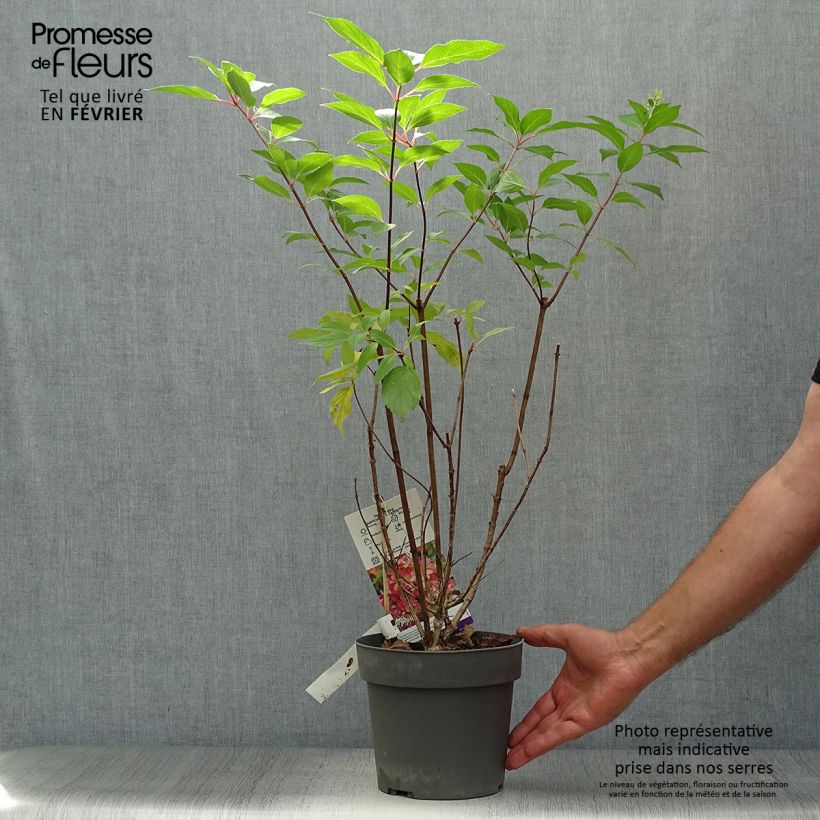 Esemplare di Hydrangea paniculata Graffiti - Ortensia paniculata Vaso da 4L/5L come consegnato in autunno