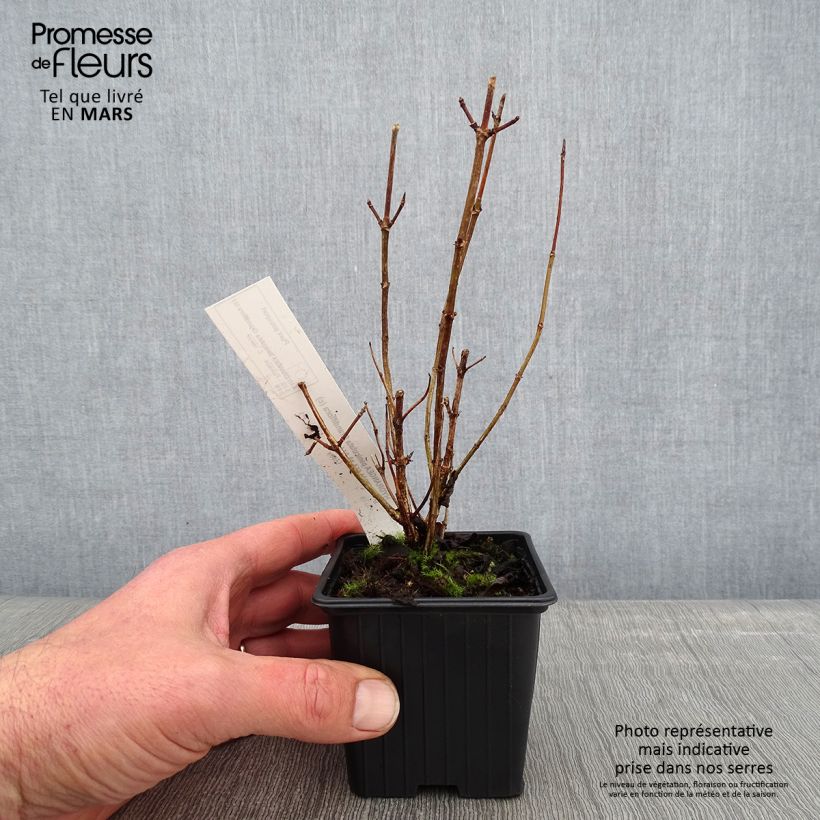 Hydrangea paniculata Grandiflora - Ortensia paniculata Vasetto da 8/9 cm esemplare consegnato in inverno