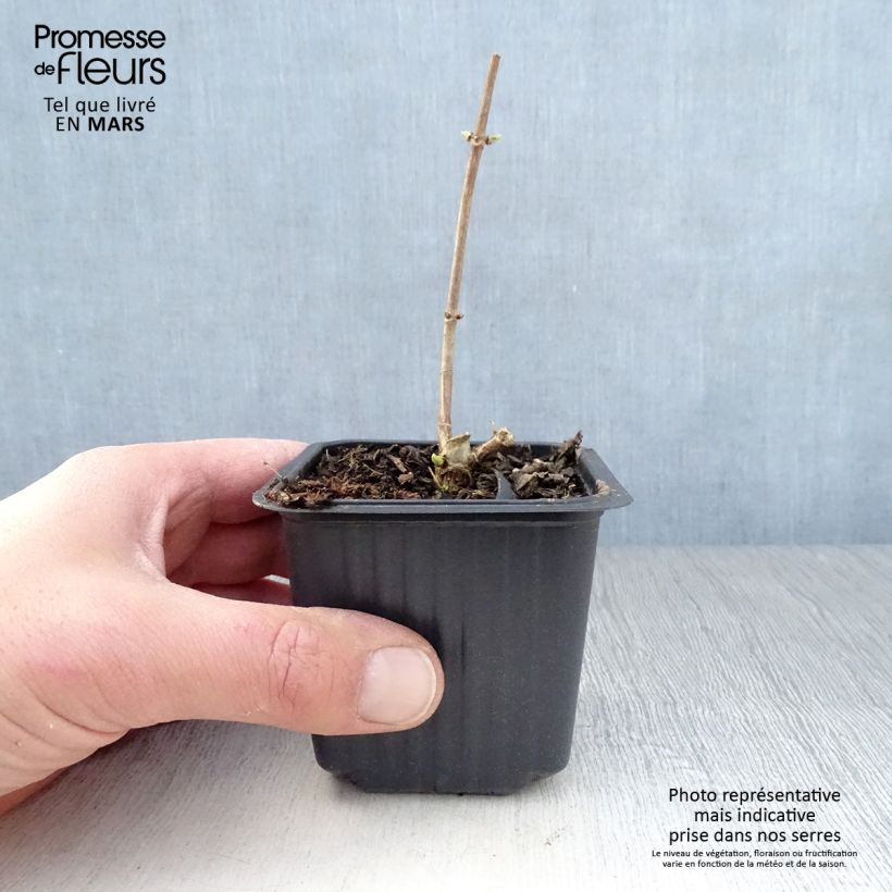 Hydrangea paniculata Grandiflora - Ortensia paniculata Vasetto da 8/9 cm esemplare consegnato in primavera