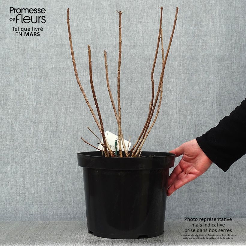 Hydrangea paniculata Great Star Le Vasterival - Ortensia paniculata Vaso da 7,5L/10L esemplare consegnato in inverno