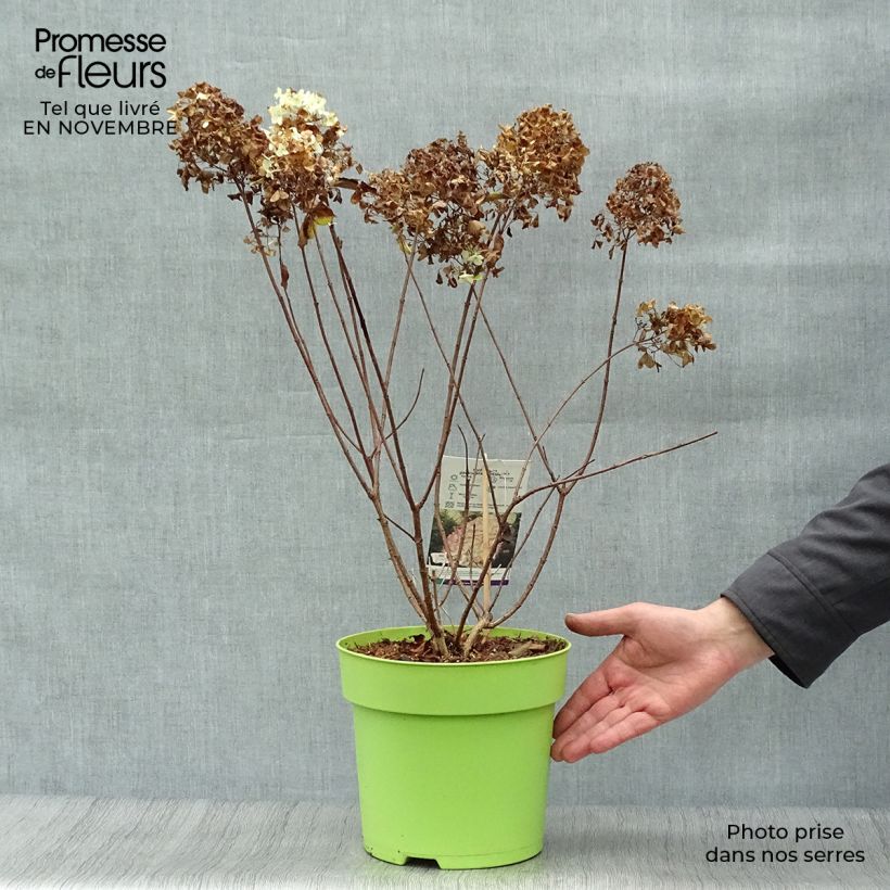 Esemplare di Hydrangea paniculata Hercules - Ortensia paniculata Vaso da 4L/5L come consegnato in autunno