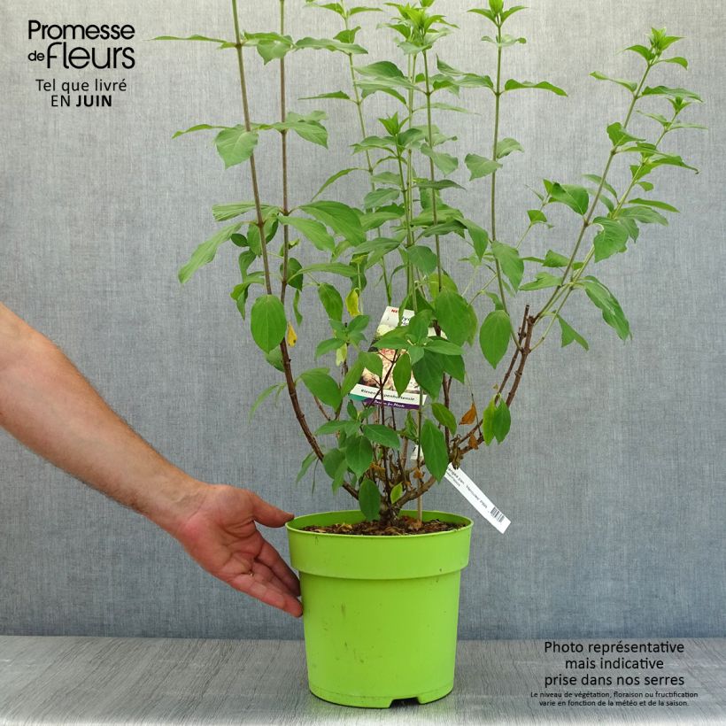 Esemplare di Hydrangea paniculata Hercules - Ortensia paniculata Vaso da 3L/4L consegnato in estate