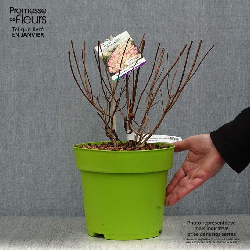 Hydrangea paniculata Hercules - Ortensia paniculata Vaso da 3L/4L esemplare consegnato in inverno