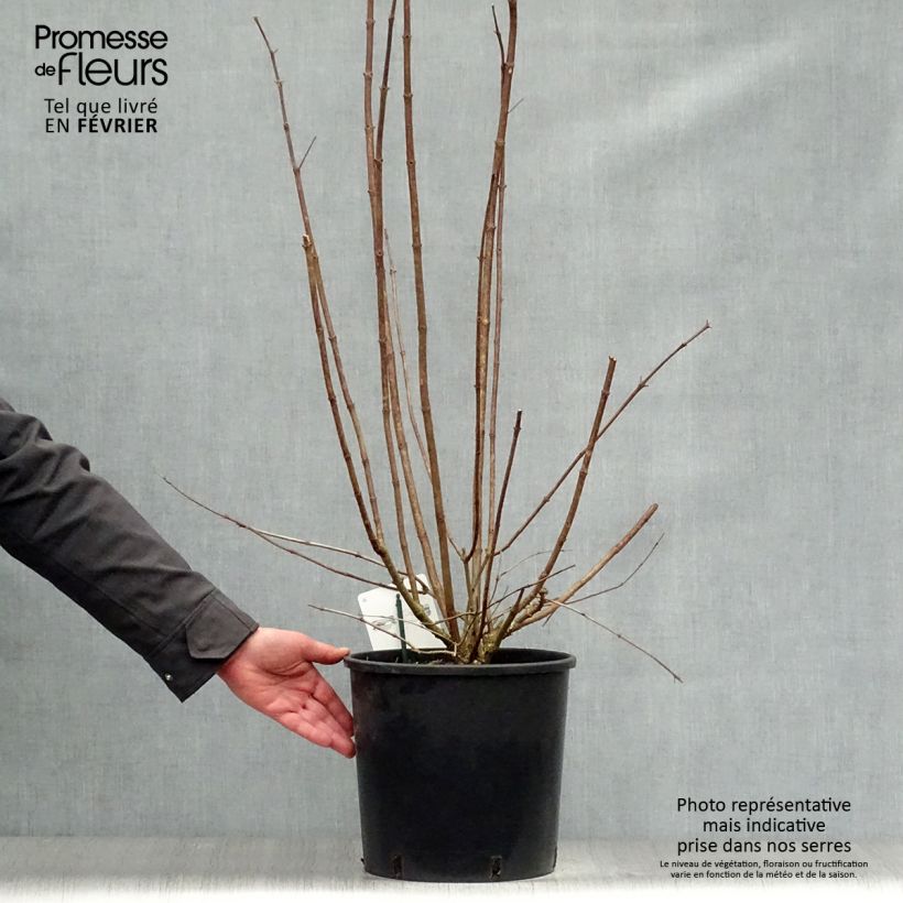 Hydrangea paniculata Kyushu - Ortensia paniculata Vaso da 7,5L/10L esemplare consegnato in inverno