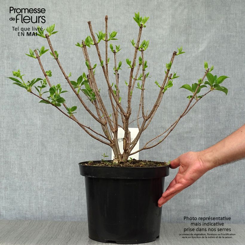 Hydrangea paniculata Kyushu - Ortensia paniculata Vaso da 7,5L/10L esemplare consegnato in primavera