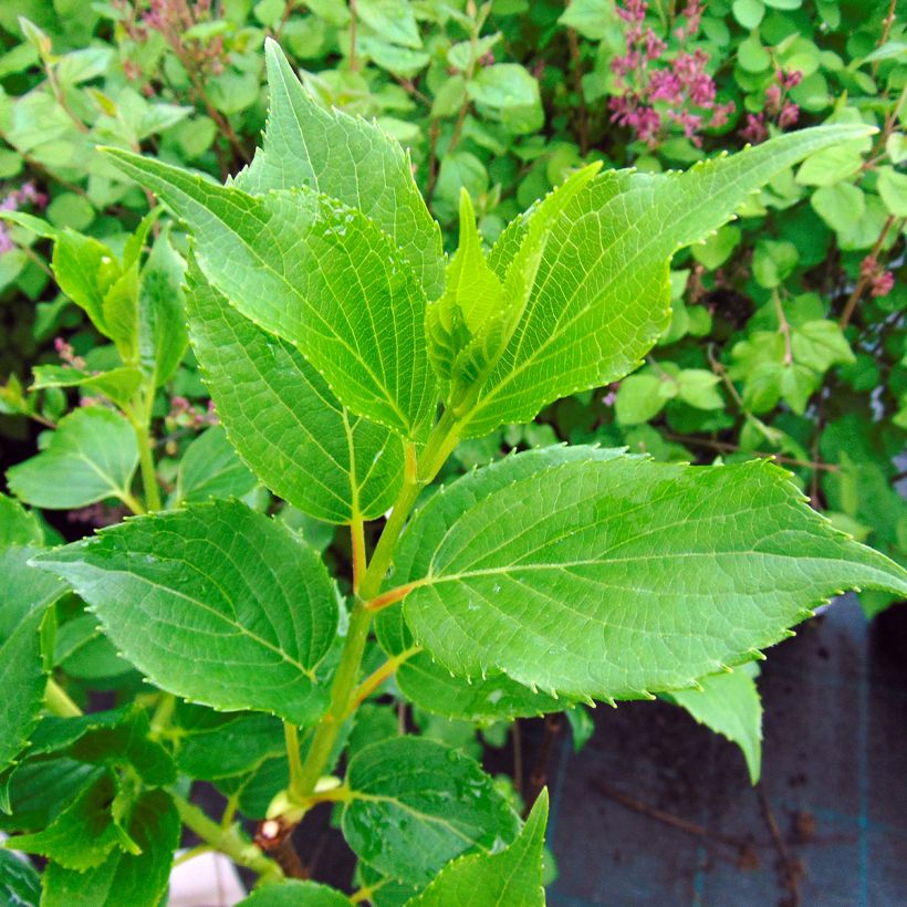 Hydrangea paniculata Kyushu - Ortensia paniculata (Fogliame)