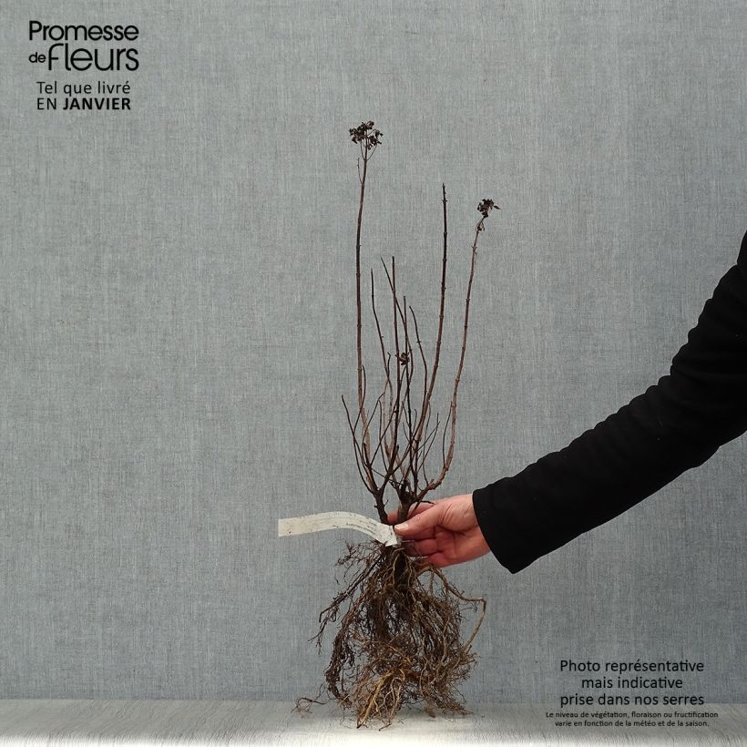 Hydrangea paniculata Limelight - Ortensia paniculata Piante piccole a radice nuda esemplare consegnato in inverno