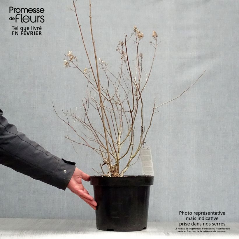 Hydrangea paniculata Little Lime - Ortensia paniculata Vaso da 7,5L/10L esemplare consegnato in inverno