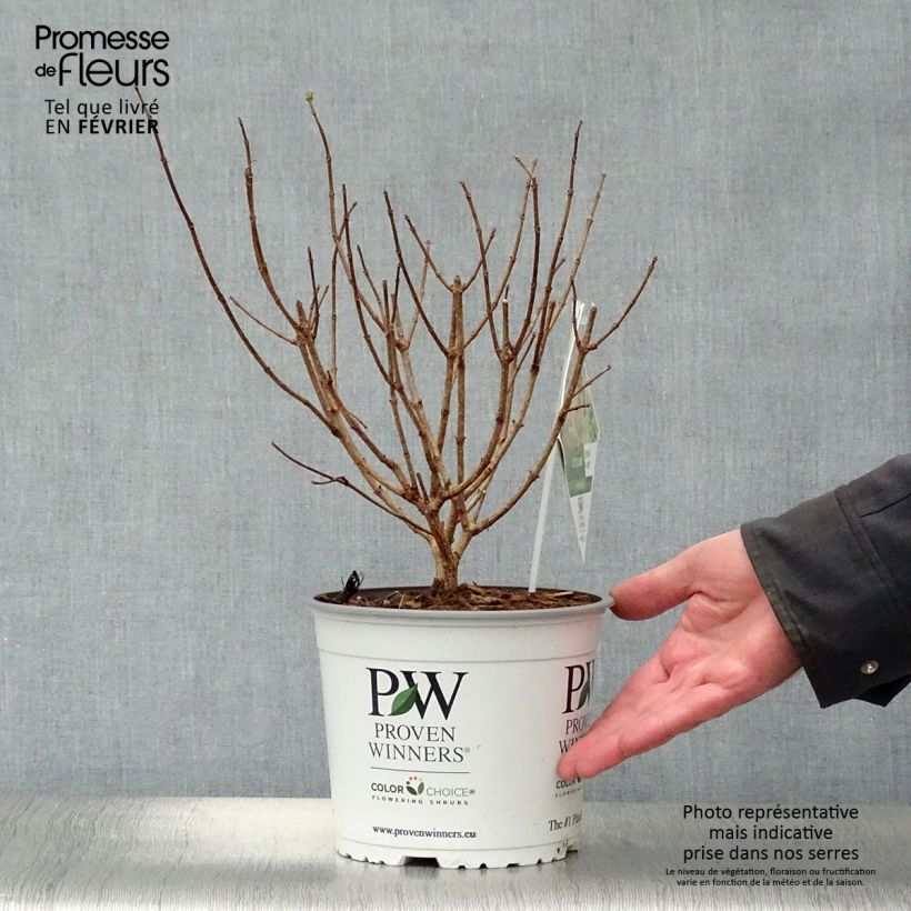 Hydrangea paniculata Little Lime - Ortensia paniculata Vaso da 3L/4L esemplare consegnato in inverno