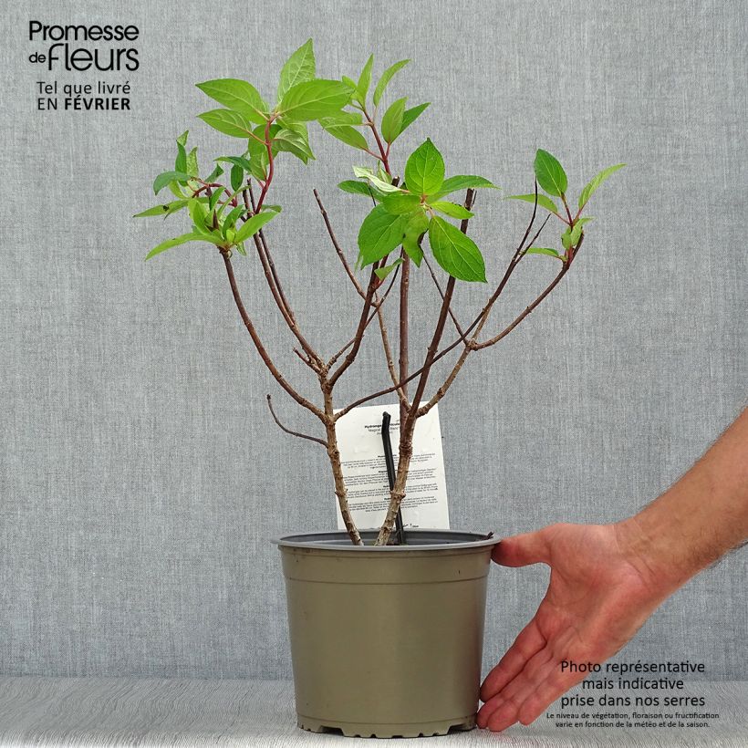Esemplare di Hydrangea paniculata Magical Mont Blanc - Ortensia paniculata Vaso da 3L/4L come consegnato in autunno