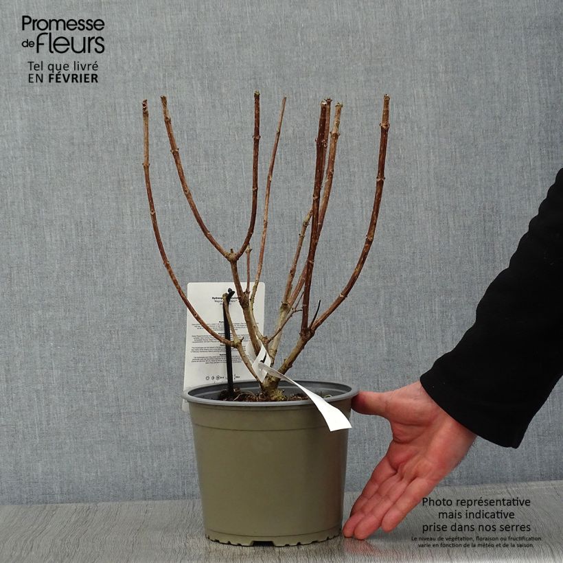 Hydrangea paniculata Magical Mont Blanc - Ortensia paniculata Vaso da 3L/4L esemplare consegnato in inverno