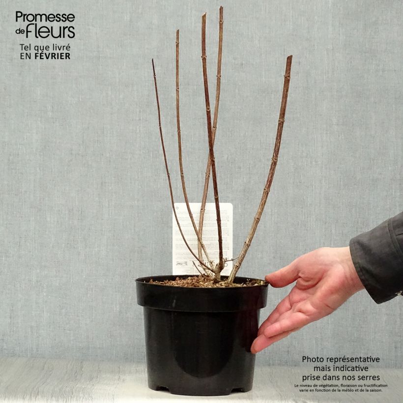 Hydrangea paniculata Mega Mindy - Ortensia paniculata Vaso da 2L/3L esemplare consegnato in inverno