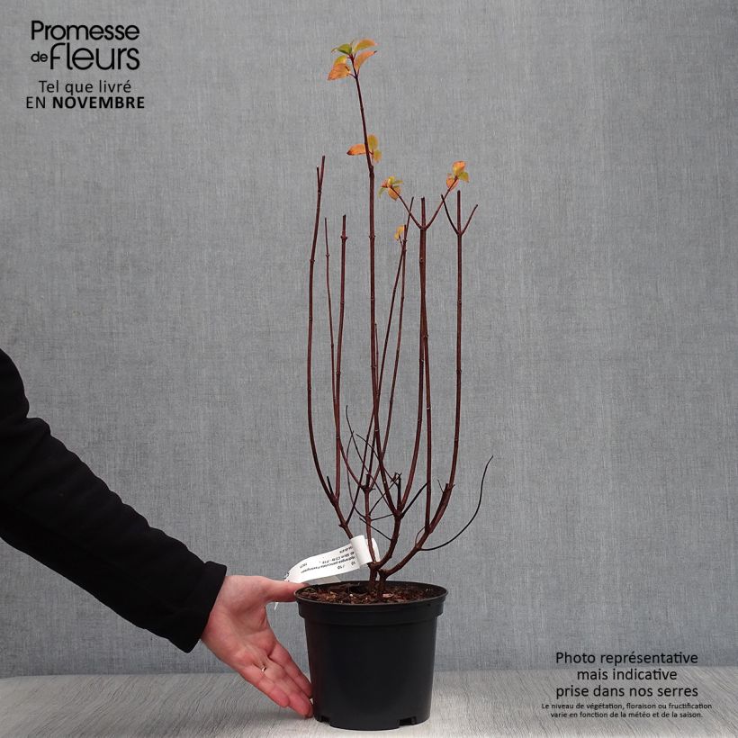Esemplare di Hydrangea paniculata Pastelgreen - Ortensia paniculata Vaso da 3L/4L come consegnato in autunno