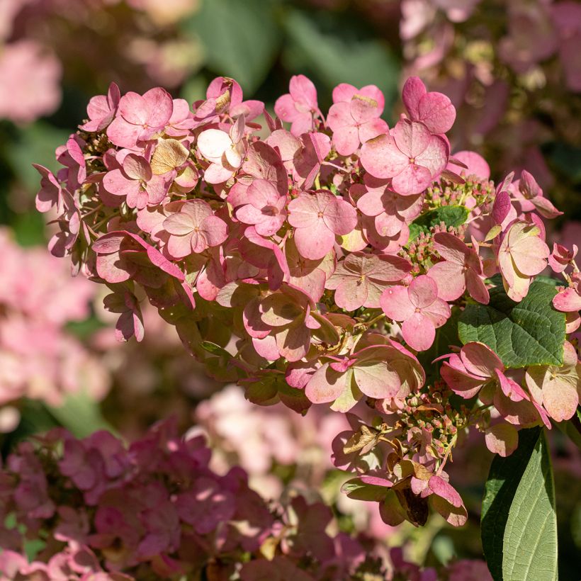 Hydrangea paniculata Pink Diamond - Ortensia paniculata (Fioritura)