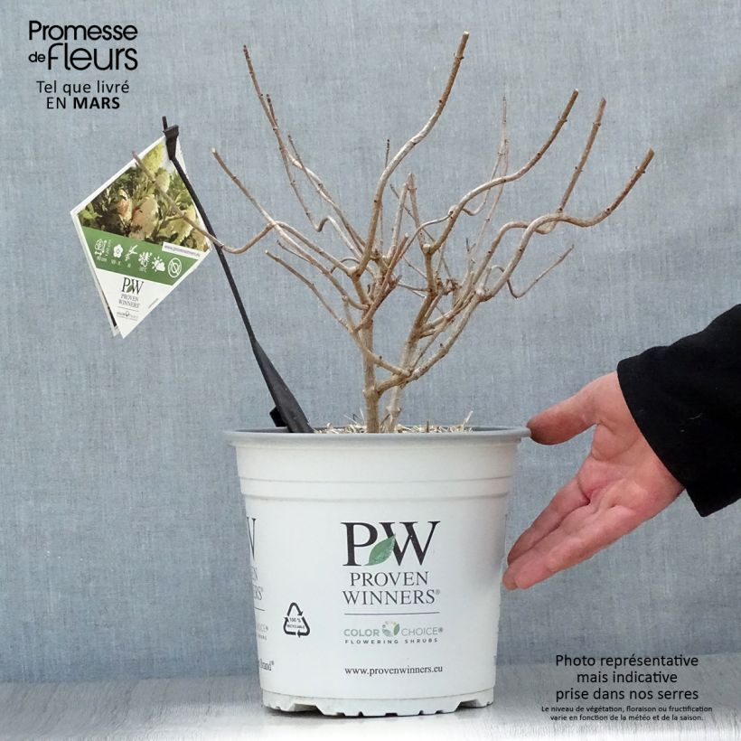 Hydrangea paniculata Pinkachu - Ortensia paniculata Vaso da 3L/4L esemplare consegnato in primavera