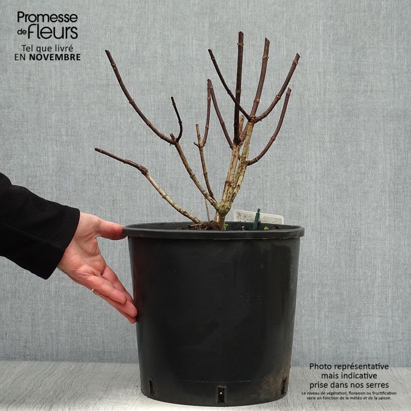 Esemplare di Hydrangea paniculata Pinky Winky - Ortensia paniculata Vaso da 12L/15L come consegnato in autunno