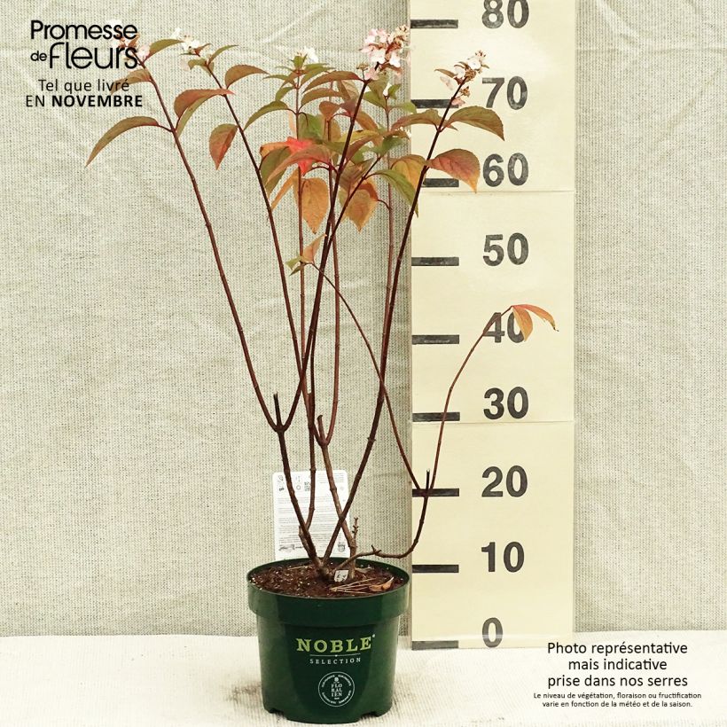 Esemplare di Hydrangea paniculata Pinky Winky - Ortensia paniculata Vaso da 3L/4L come consegnato in autunno