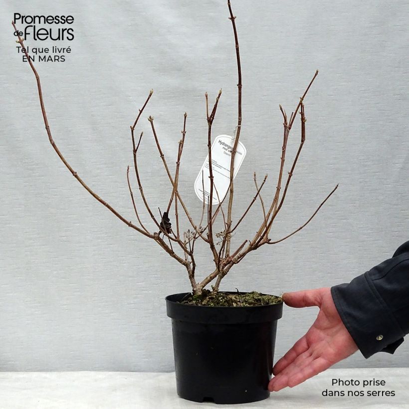 Hydrangea paniculata Prim White - Ortensia paniculata Vaso da 2L/3L esemplare consegnato in inverno