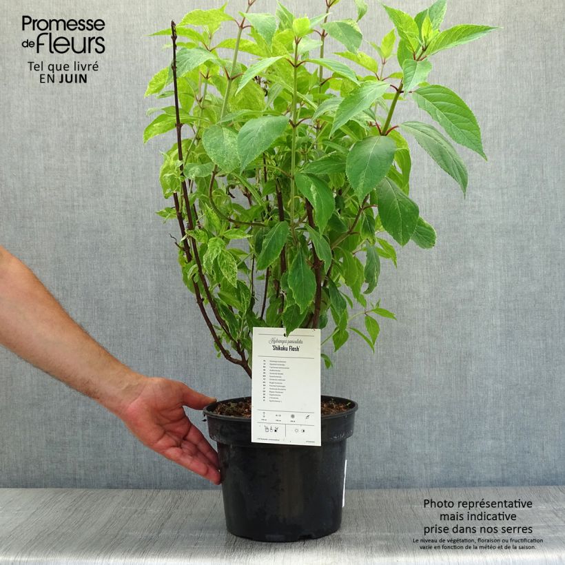 Esemplare di Hydrangea paniculata Shikoku Flash - Ortensia paniculata Vaso da 3L/4L consegnato in estate