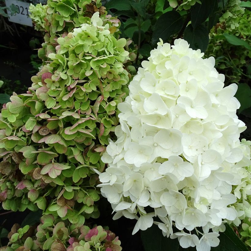 Hydrangea paniculata Silver Dollar - Ortensia paniculata (Fioritura)