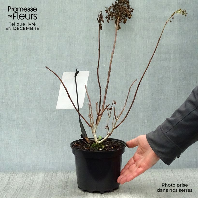 Hydrangea paniculata Silver Dollar - Ortensia paniculata Vaso da 3L/4L esemplare consegnato in inverno