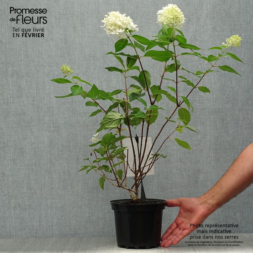 Esemplare di Hydrangea paniculata Silver Dollar - Ortensia paniculata Vaso da 3L/4L come consegnato in autunno
