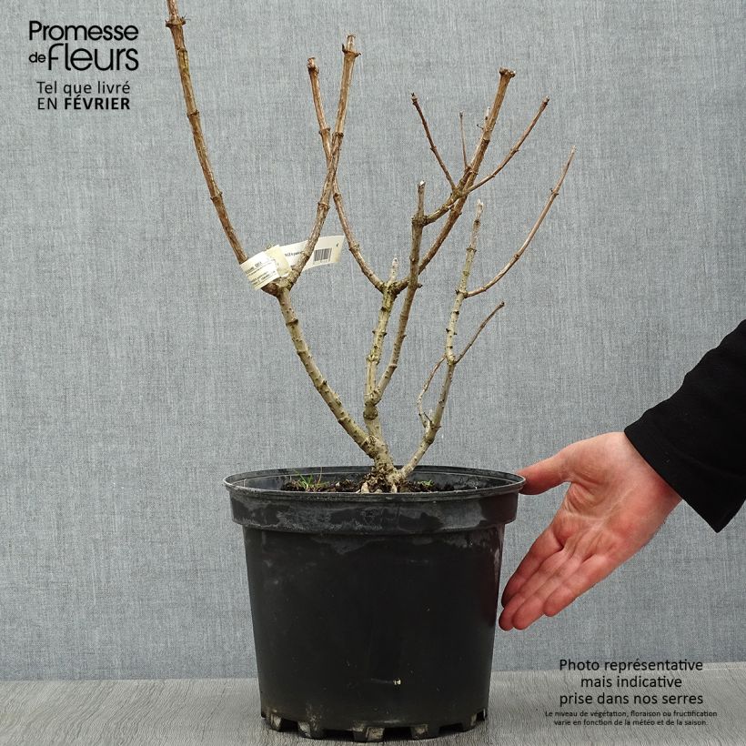 Hydrangea paniculata Silver Dollar - Ortensia paniculata Vaso da 7,5L/10L esemplare consegnato in inverno