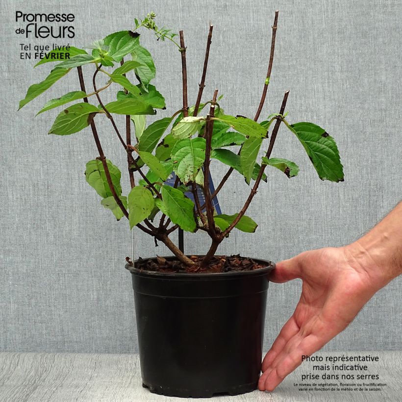 Esemplare di Hydrangea paniculata Skyfall - Ortensia paniculata Vaso da 3L/4L come consegnato in autunno