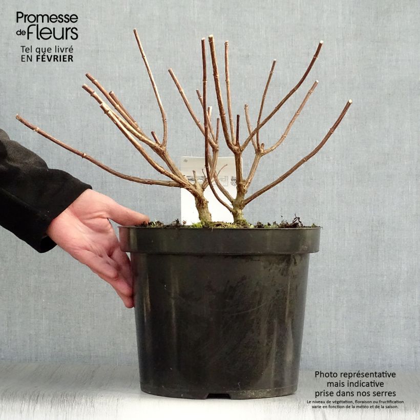 Hydrangea paniculata Vanille Fraise - Ortensia paniculata Vaso da 7,5L/10L esemplare consegnato in inverno