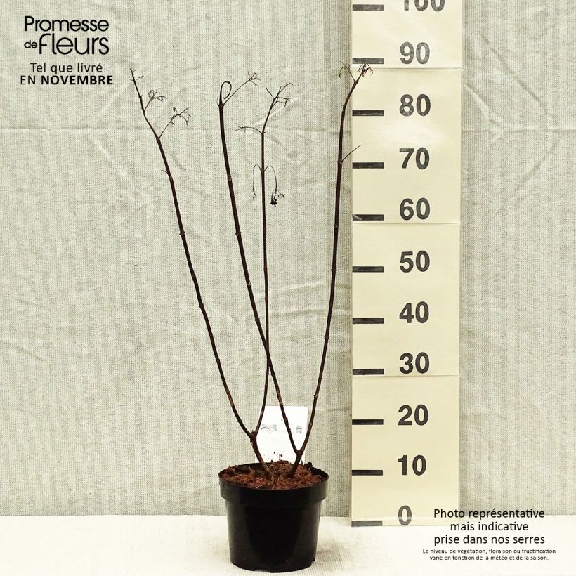 Esemplare di Hydrangea paniculata Vanille Fraise - Ortensia paniculata Vaso da 2L/3L come consegnato in autunno