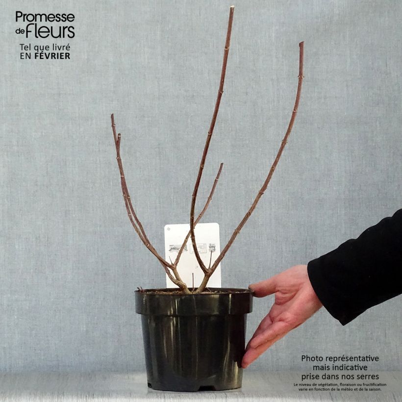 Hydrangea paniculata Vanille Fraise - Ortensia paniculata Vaso da 2L/3L esemplare consegnato in inverno