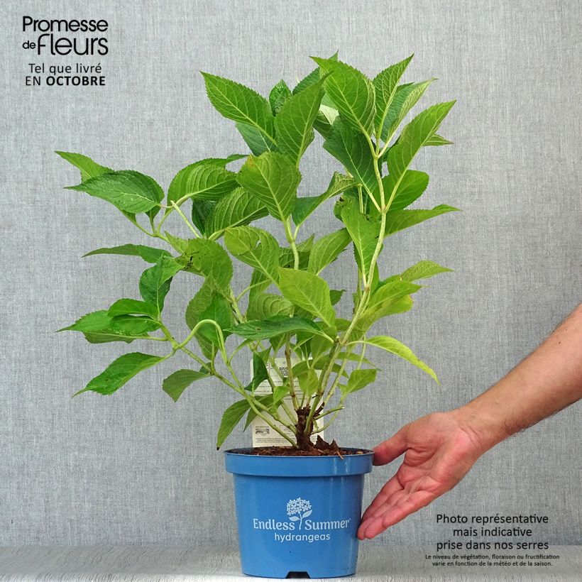 Esemplare di Hydrangea paniculata Wim's red - Ortensia paniculata Vaso da 3L/4L come consegnato in autunno