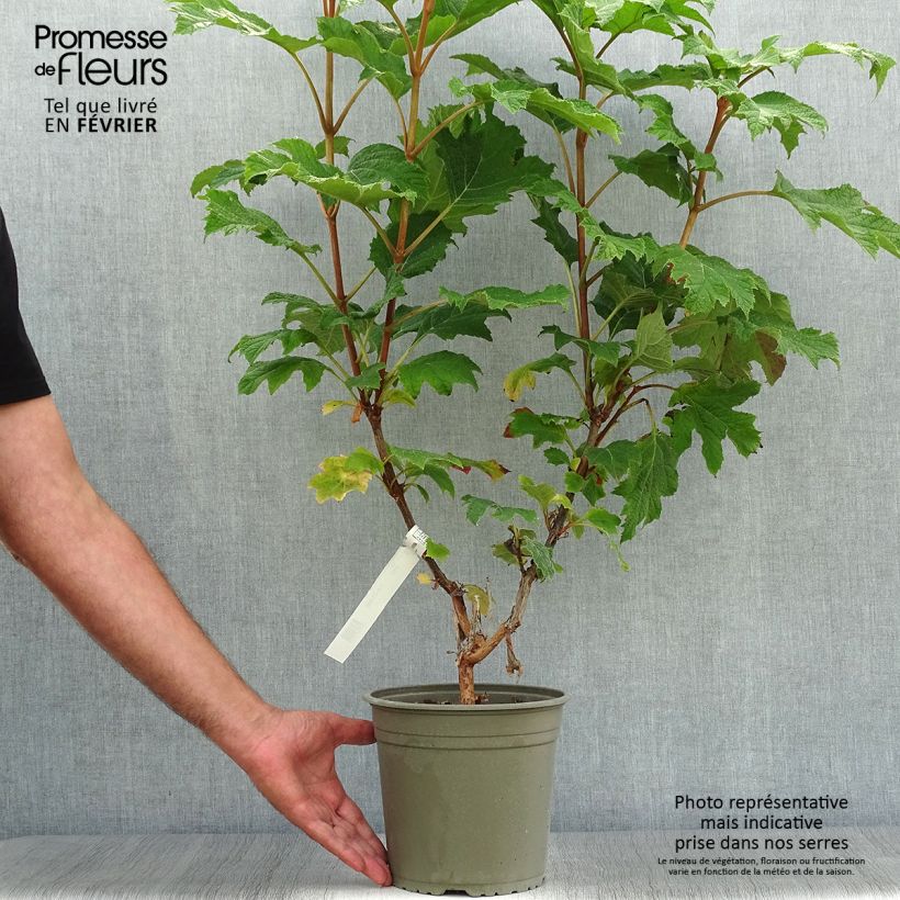 Esemplare di Hydrangea quercifolia Applause - Ortensia a foglie di quercia Vaso da 4L/5L come consegnato in autunno