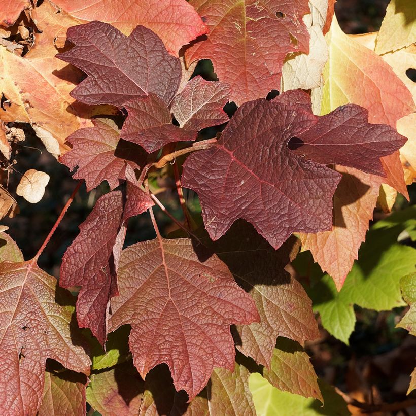 Hydrangea quercifolia Gatsby Moon - Ortensia a foglie di quercia (Fogliame)