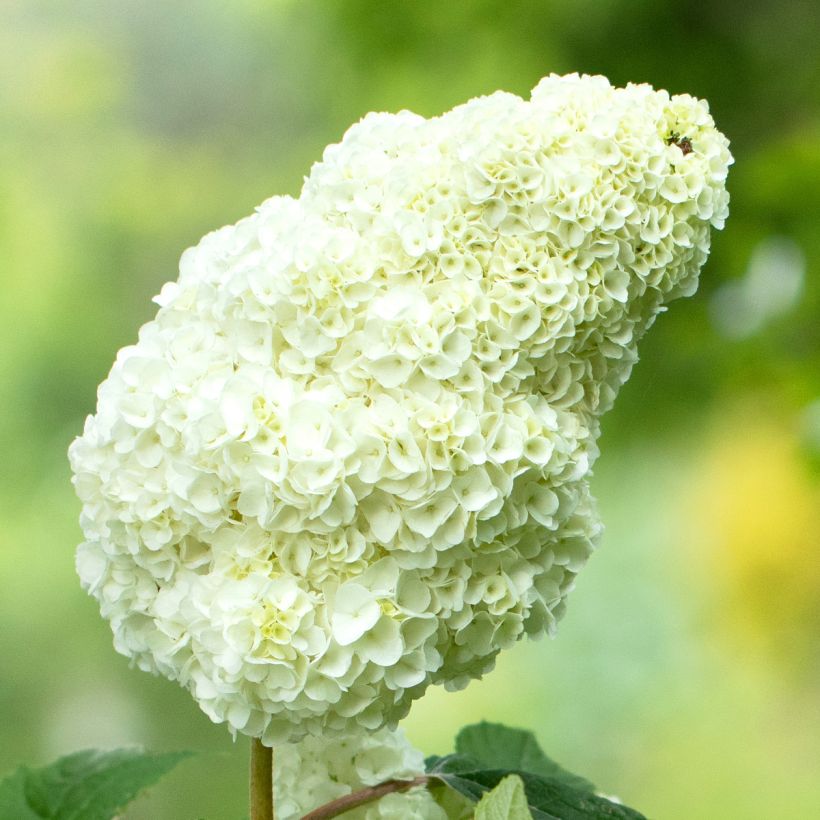 Hydrangea quercifolia Gatsby Moon - Ortensia a foglie di quercia (Fioritura)