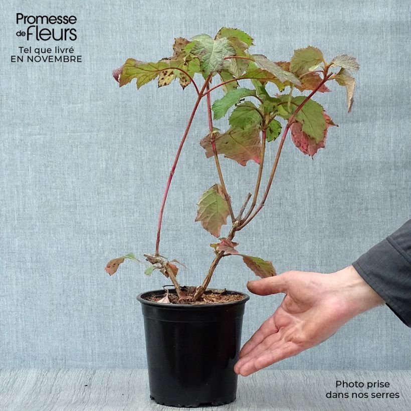 Esemplare di Hydrangea quercifolia Harmony - Ortensia a foglie di quercia Vaso da 2L/3L come consegnato in autunno