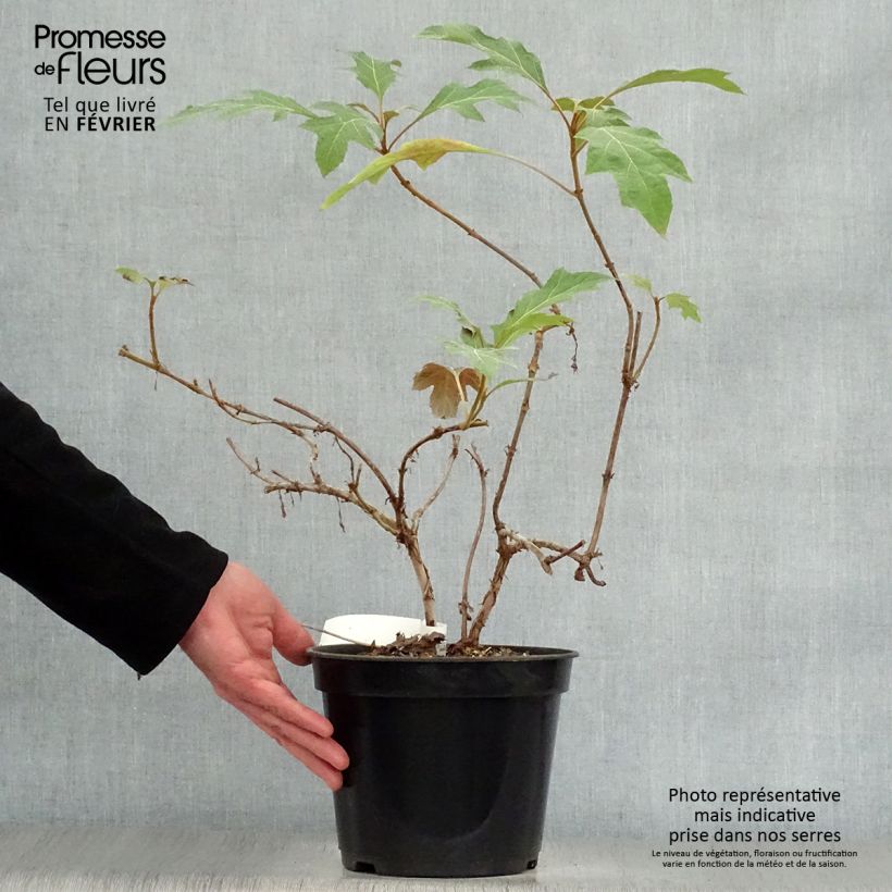 Hydrangea quercifolia Ice Crystal - Ortensia a foglie di quercia Vaso da 4L/5L esemplare consegnato in inverno