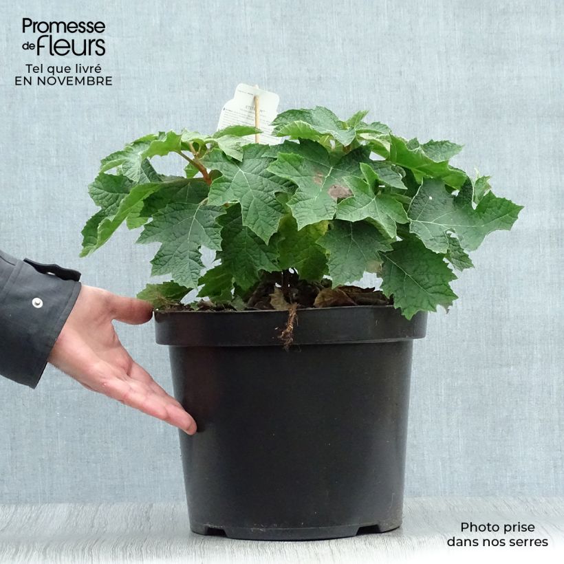 Esemplare di Hydrangea quercifolia Jetstream - Ortensia a foglie di quercia Vaso da 6L/7L come consegnato in autunno